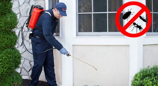 Avcılar Fare İlaçlama böcek ilaçlama ve haşere kontrolü — ilaclama-tr.com
